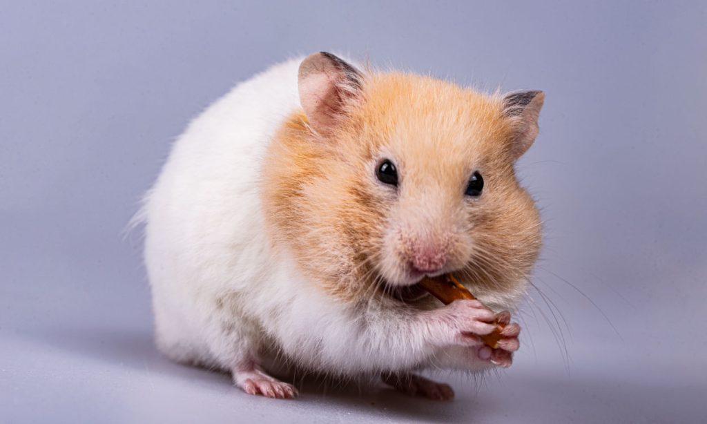 Can Hamsters Eat Tomatoes? Petoa