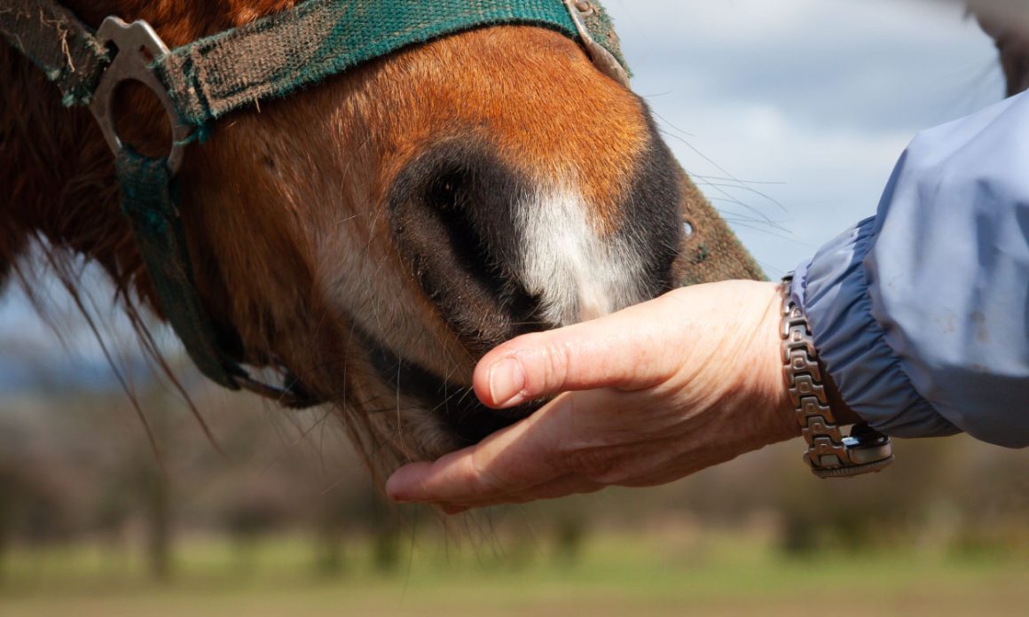 Can Horses Eat Grapes? Petoa