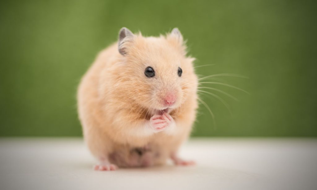 Can Hamsters Eat Green Beans? Petoa