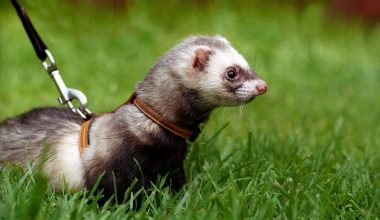 Do Ferrets Kill Rats?
