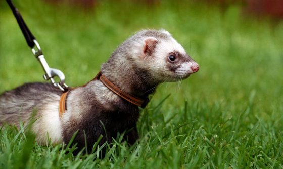 Do Ferrets Kill Rats?