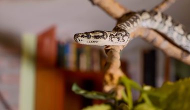 How-Long-Can-a-Snake-Live