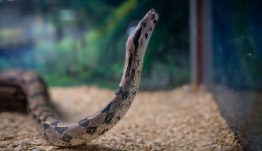 How Long Can a Snake Go Without Food?