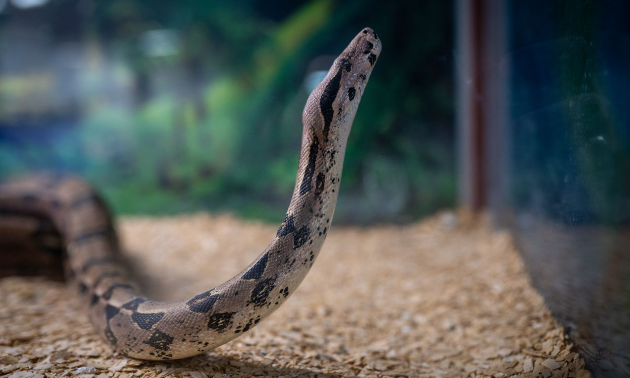 How Long Can a Snake Go Without Food?